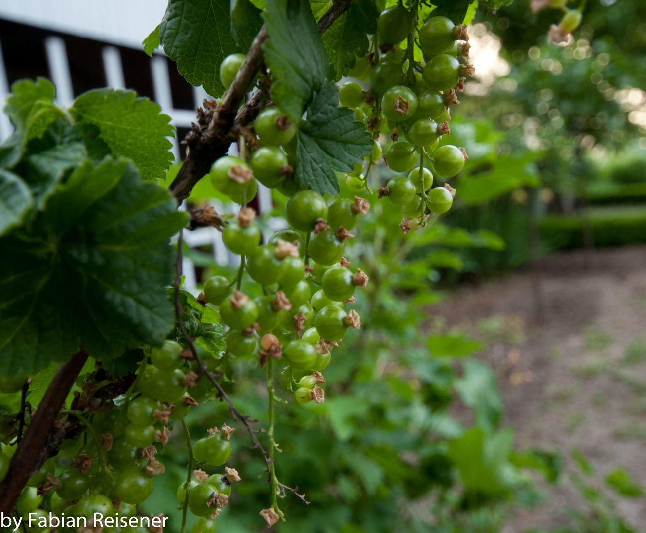 Stachbeeren