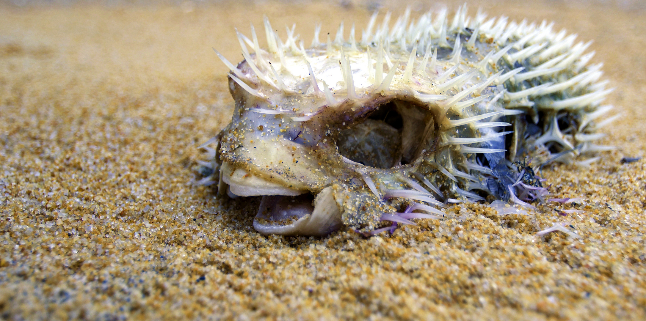 Stachel Foto & Bild tiere, wildlife, fische Bilder auf
