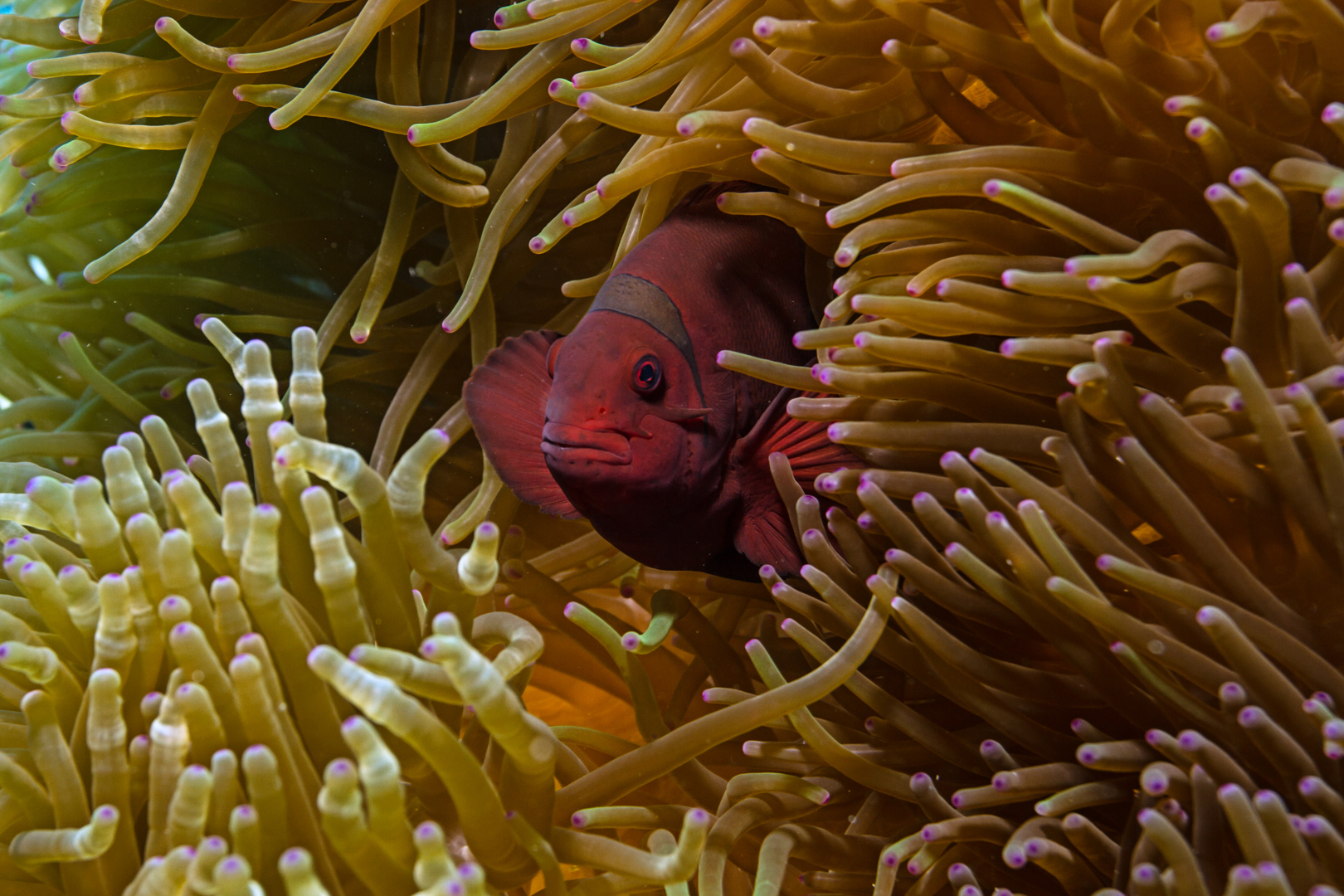 Stachel-Anemonenfisch Bali 2015