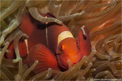 Stachel-Anemonenfisch