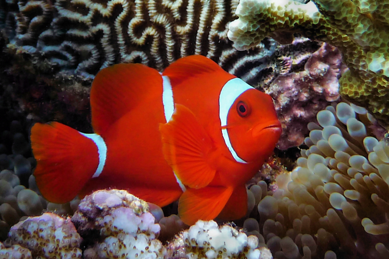 Stachel-Anemonenfisch - Raja Ampat