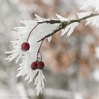 Stachel - Beere