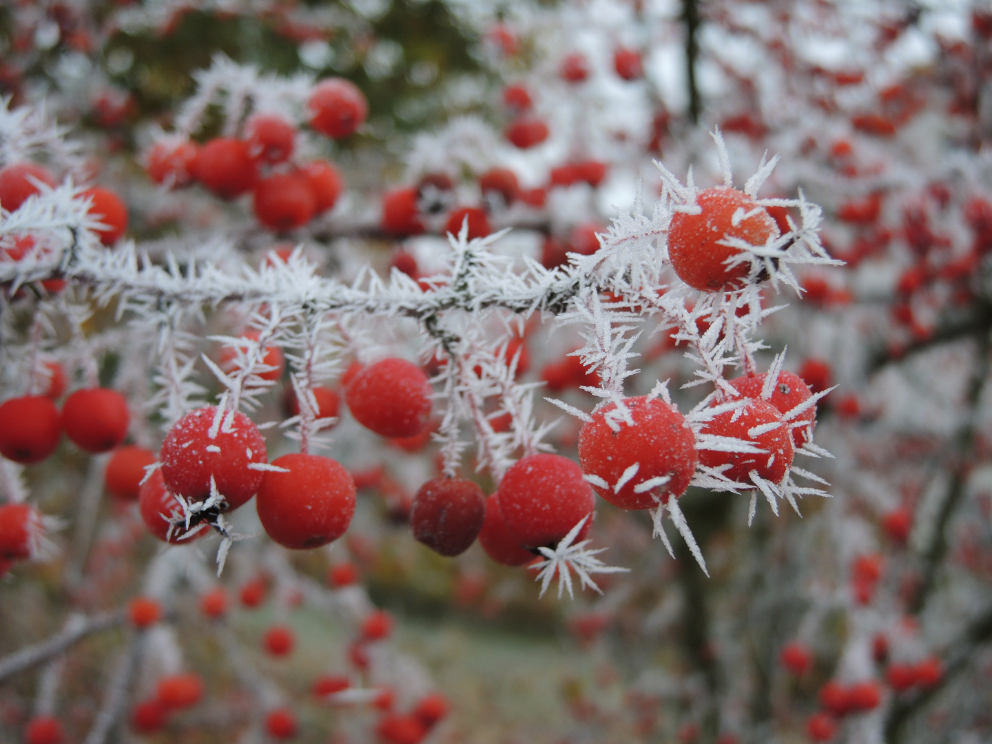 -Stachel- Beeren