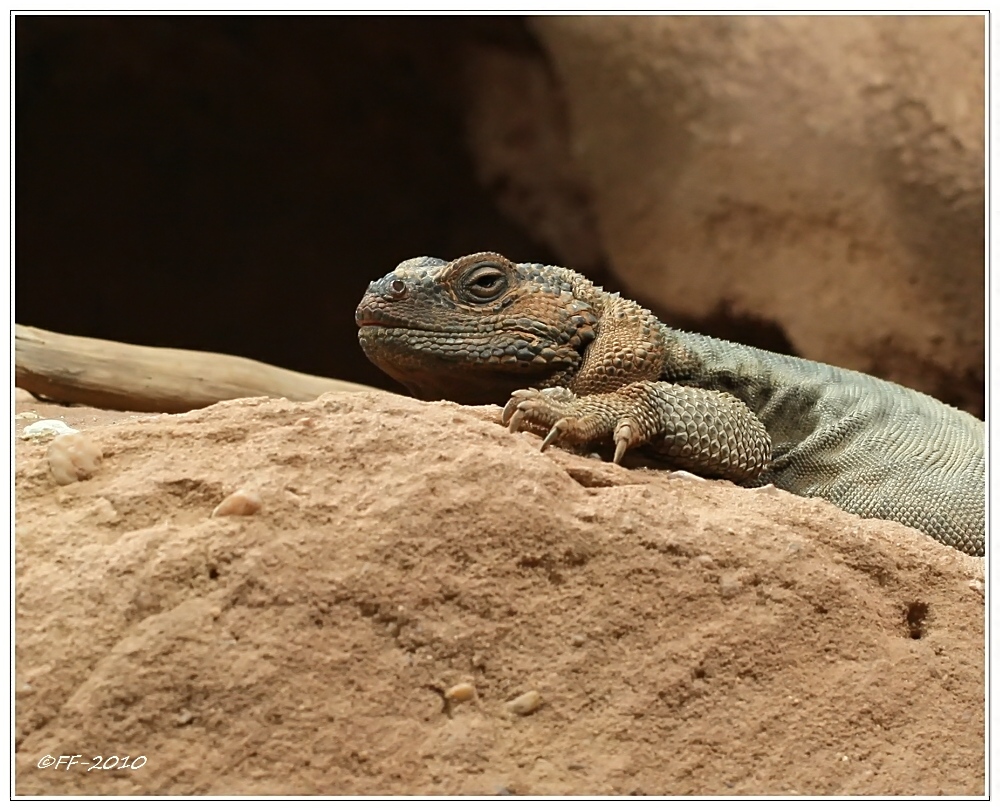 ...Stachel-Chuckwalla...