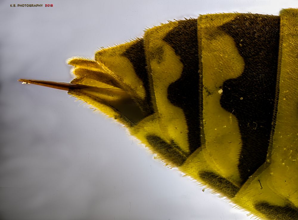 Stachel Foto & Bild spezial, natur, insekten Bilder auf