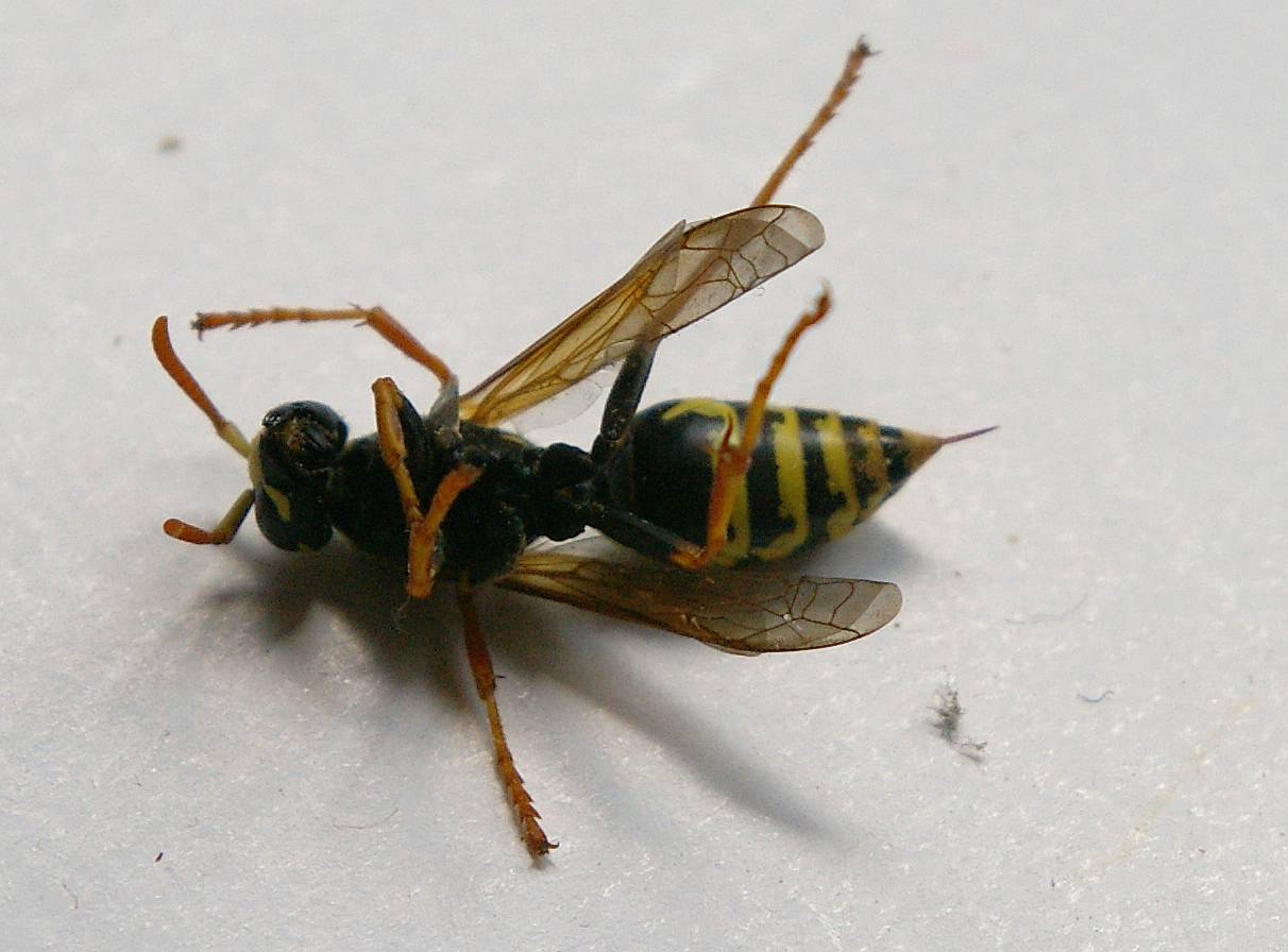 Stachel einer Wildwespe (Feldwespe)