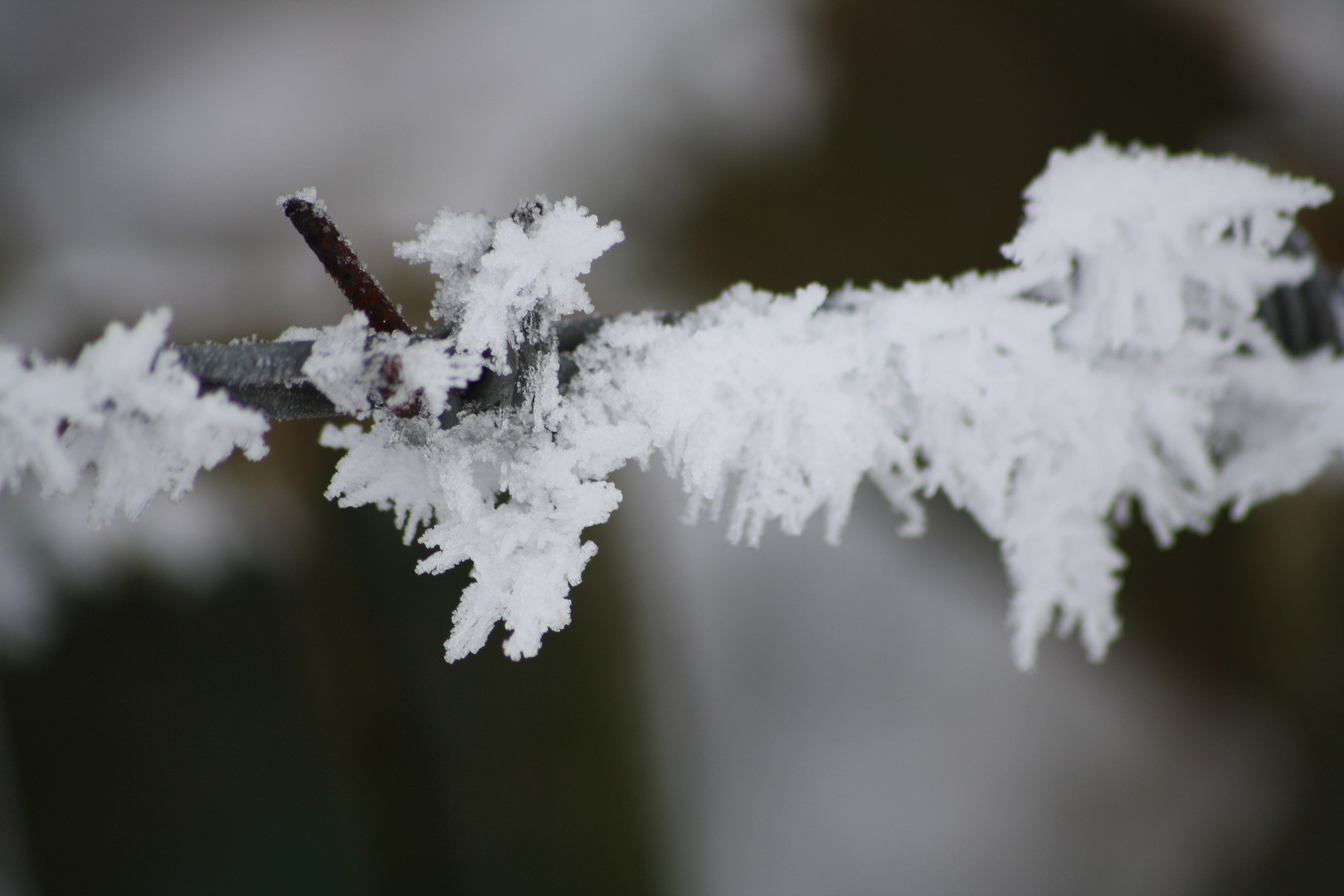 Stachel im Eis