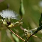 Stachel-Lattich