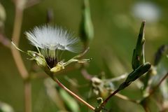 Stachel-Lattich