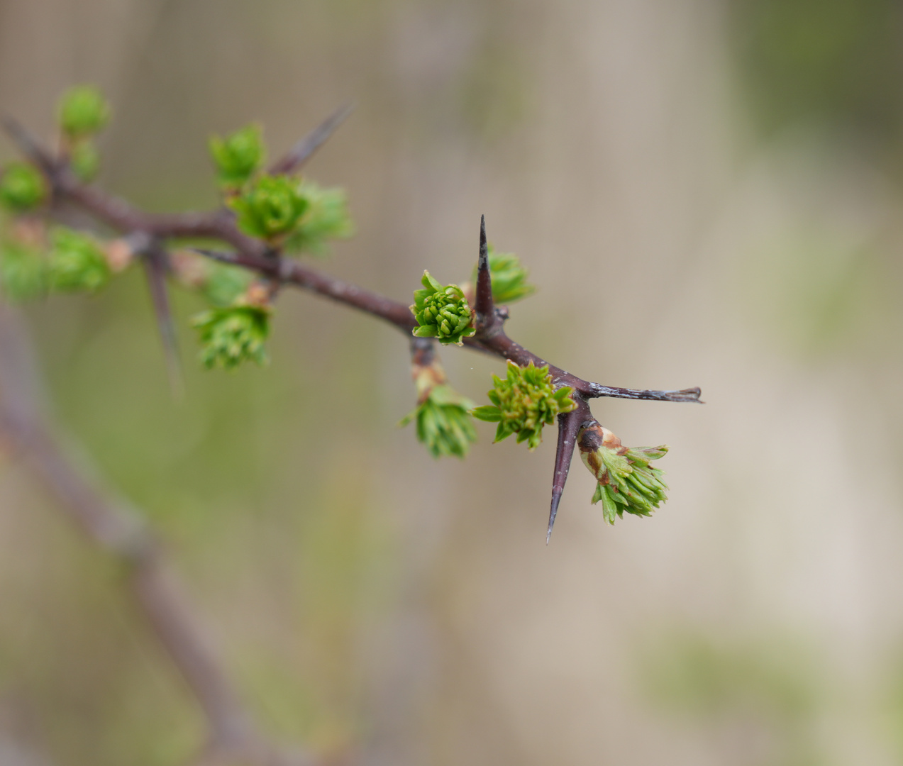 Stachel und Blätter_03175