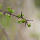 Stachel und Blätter_03175