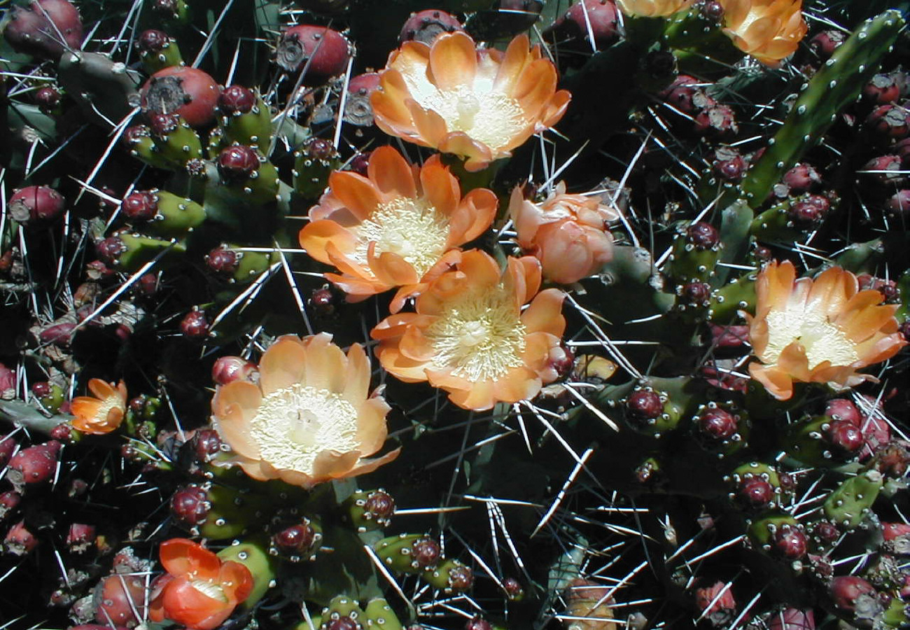 Stachel und Blüte