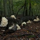 Stachelbärte im Mönchbruch