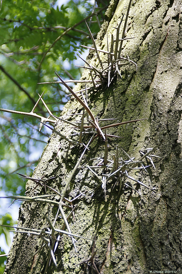 Stachelbaum Foto & Bild pflanzen, pilze & flechten, bäume, natur Bilder auf