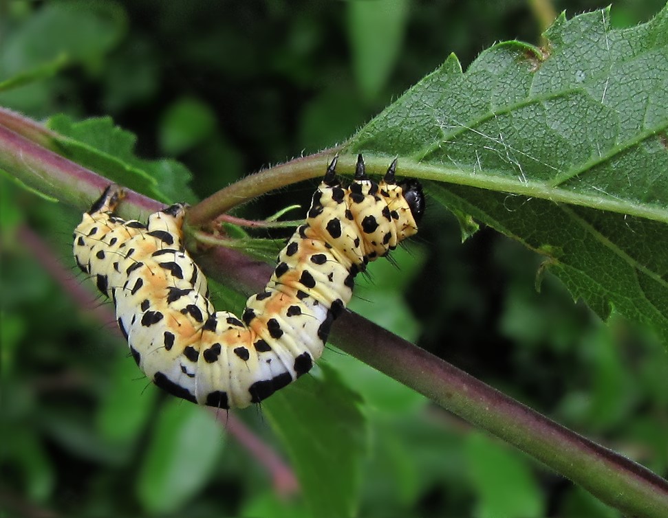 Stachelbeer-Harlekin-Raupe