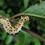 Stachelbeer-Harlekin-Raupe