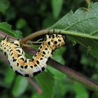 Stachelbeer-Harlekin-Raupe