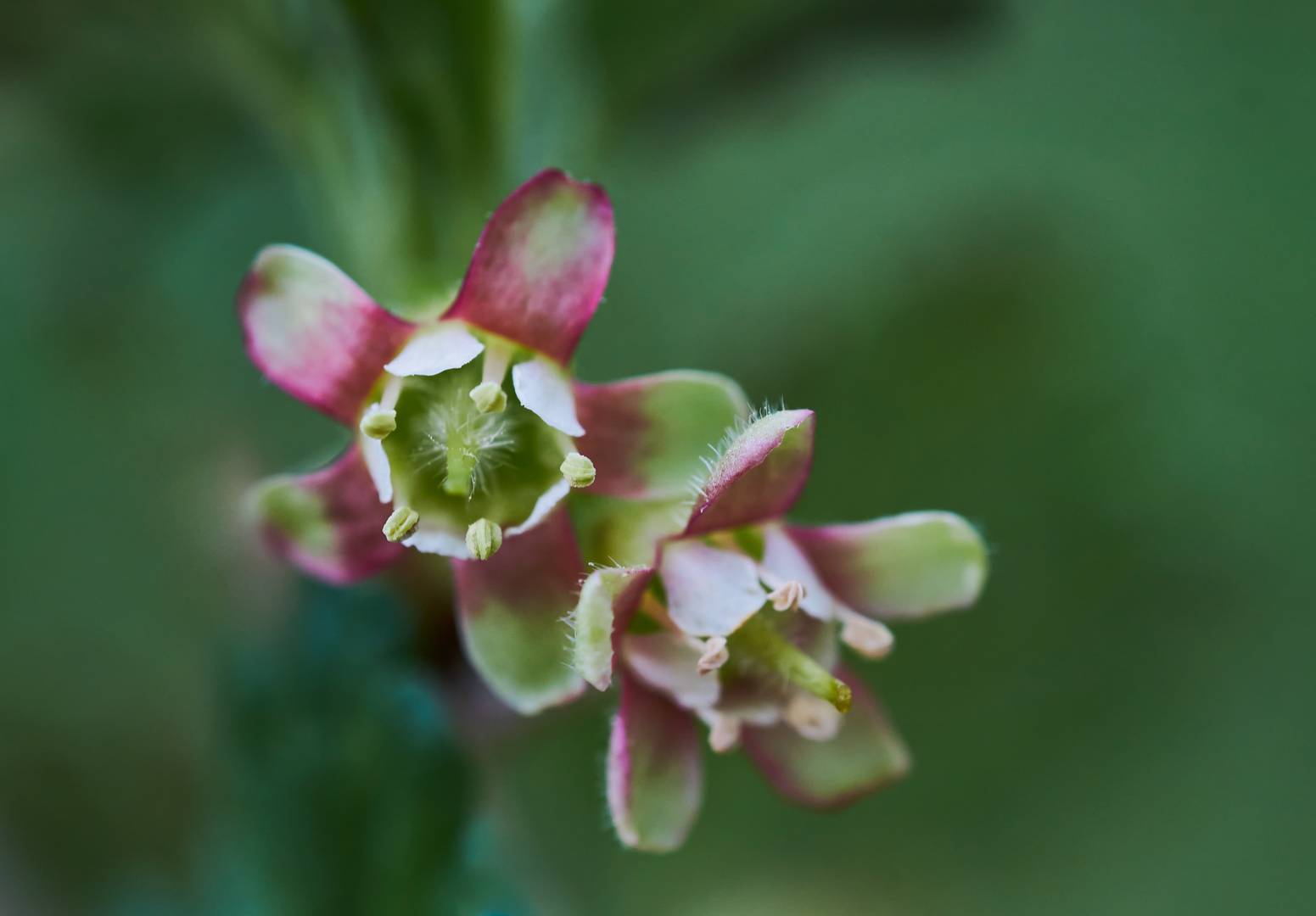 Stachelbeerblüte 