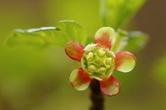 Stachelbeerblüte