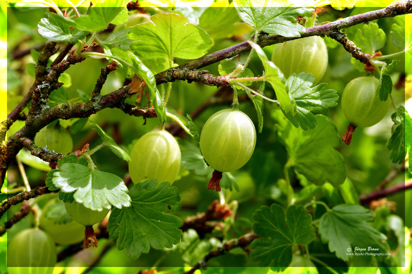 Stachelbeeren