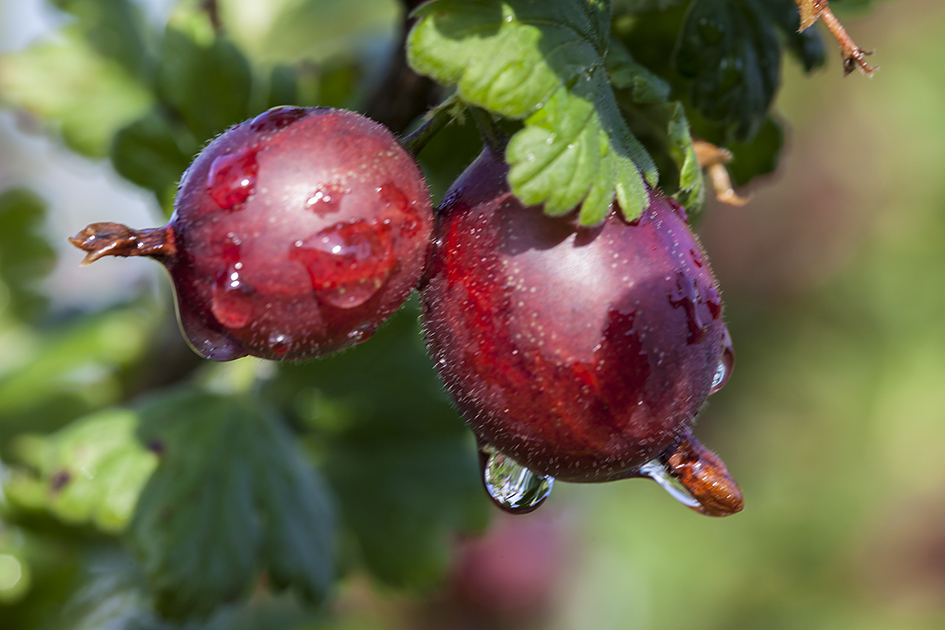 Stachelbeeren-1