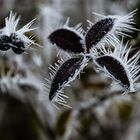 Stachelbeeren