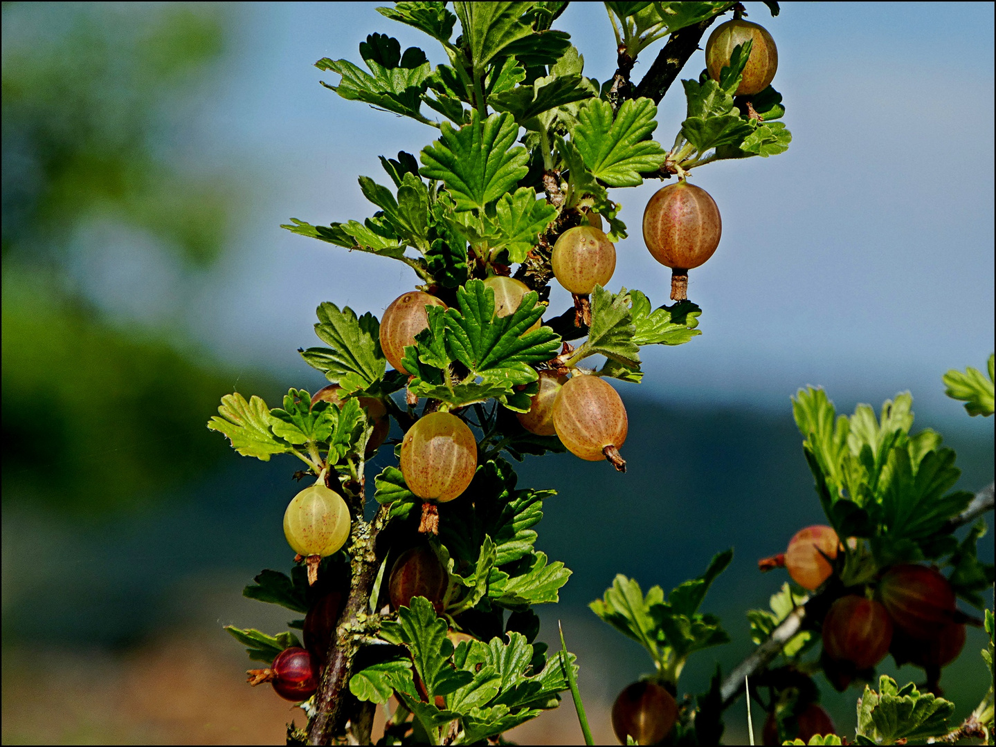 Stachelbeeren Foto &amp; Bild | natur, pflanzen, obst sträucher ...