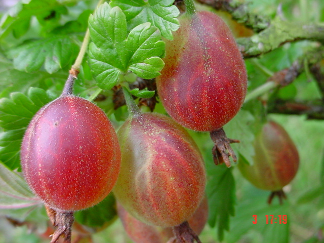 Stachelbeeren