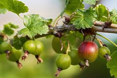 Stachelbeeren