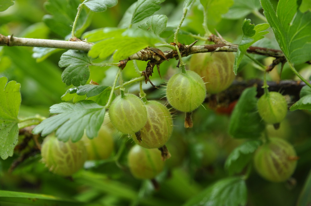 Stachelbeeren