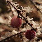 "Stachelbeeren"