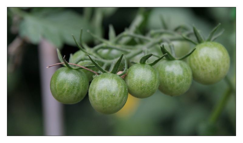 Stachelbeeren