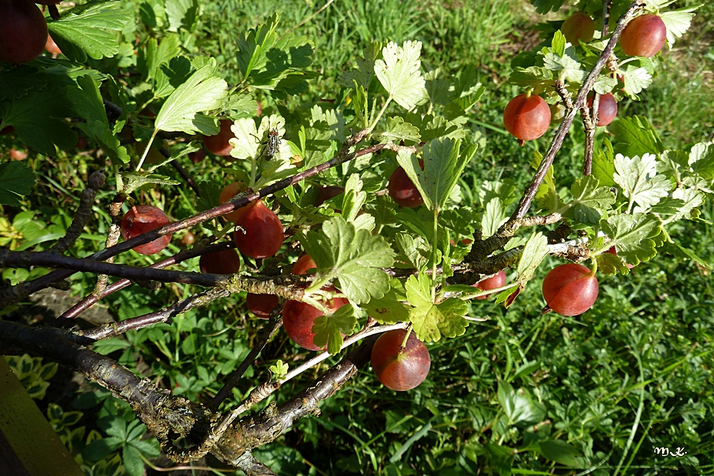 Stachelbeeren