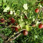 Stachelbeeren