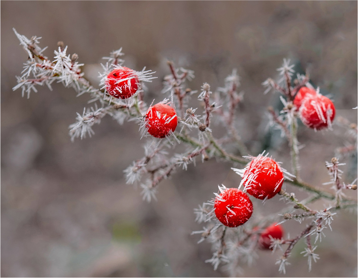 "Stachelbeeren"