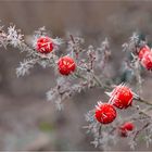 "Stachelbeeren"