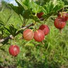 Stachelbeeren