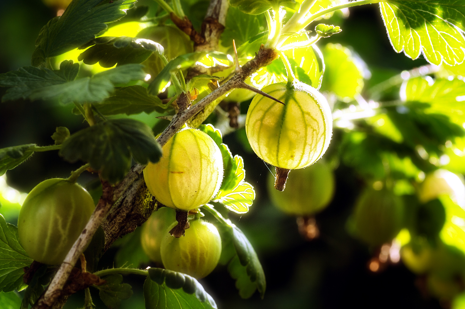 Stachelbeeren