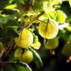 Stachelbeeren