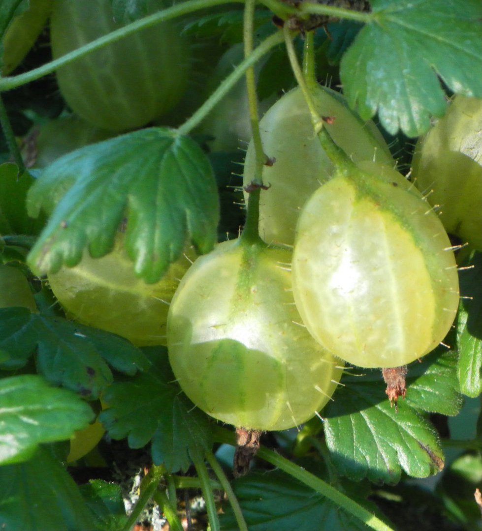 Stachelbeeren aus meinem Garten