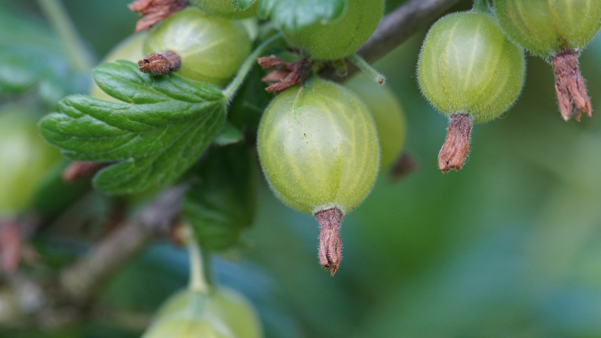 stachelbeeren