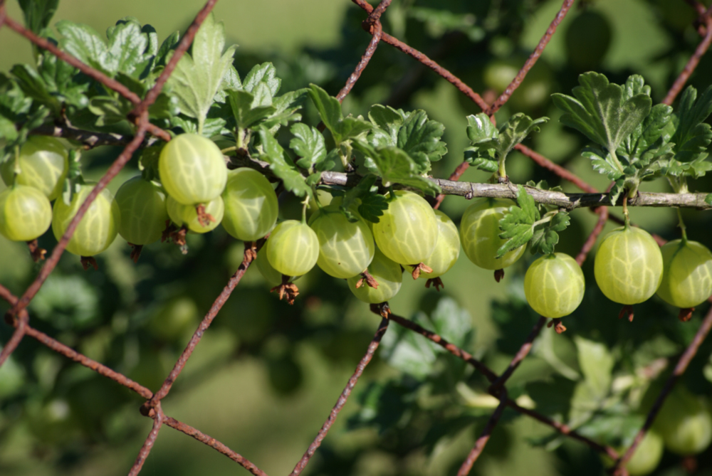 Stachelbeeren