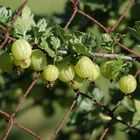 Stachelbeeren