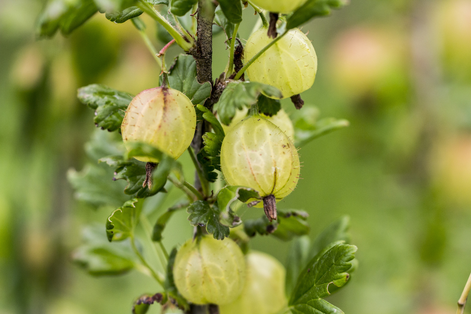 Stachelbeeren