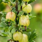 Stachelbeeren