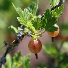 Stachelbeeren