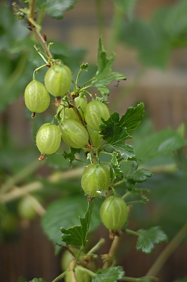 Stachelbeeren