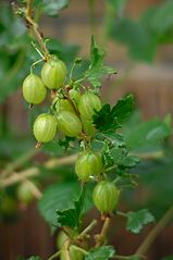 Stachelbeeren