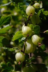 Stachelbeeren