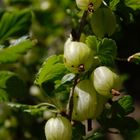 Stachelbeeren